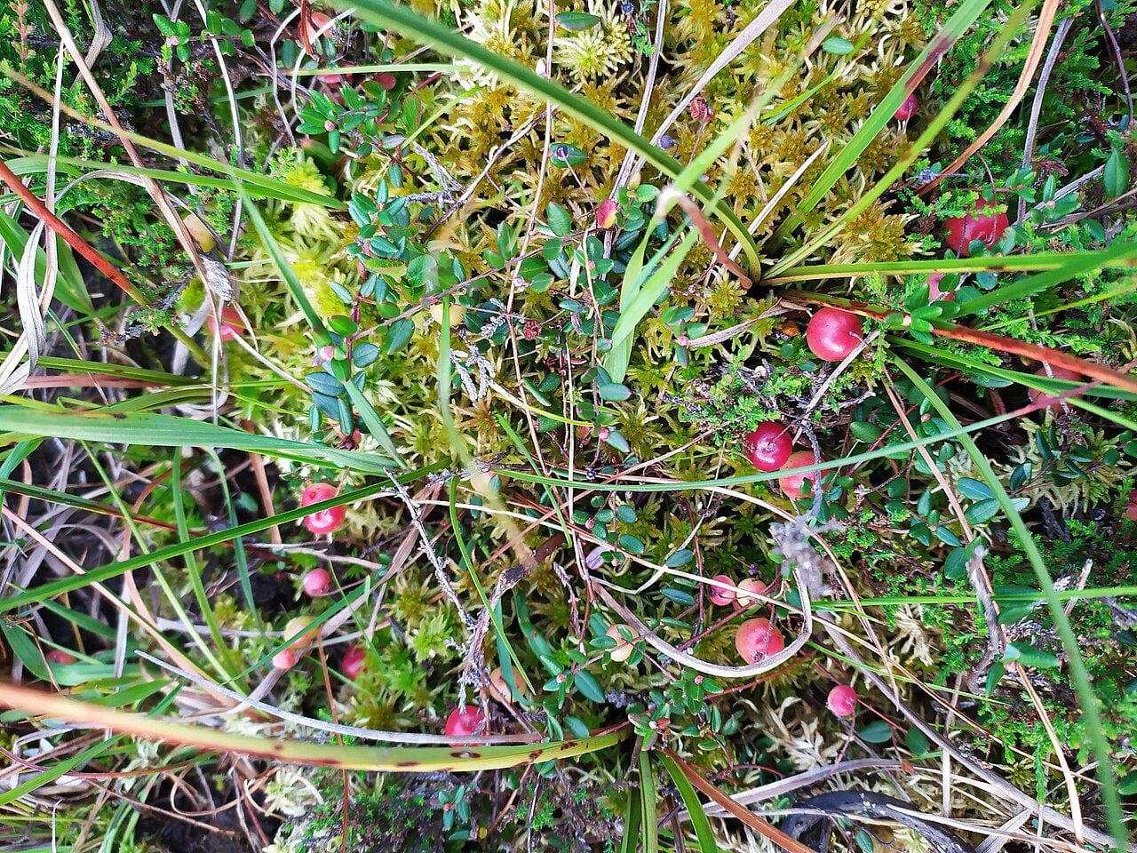 Red and pink common cranberry berries among sphagnum moss and small leaves in a bog