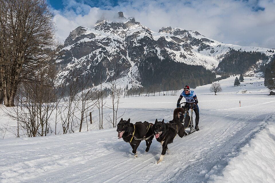 A team of Malamutes pulling a sled in the mountains