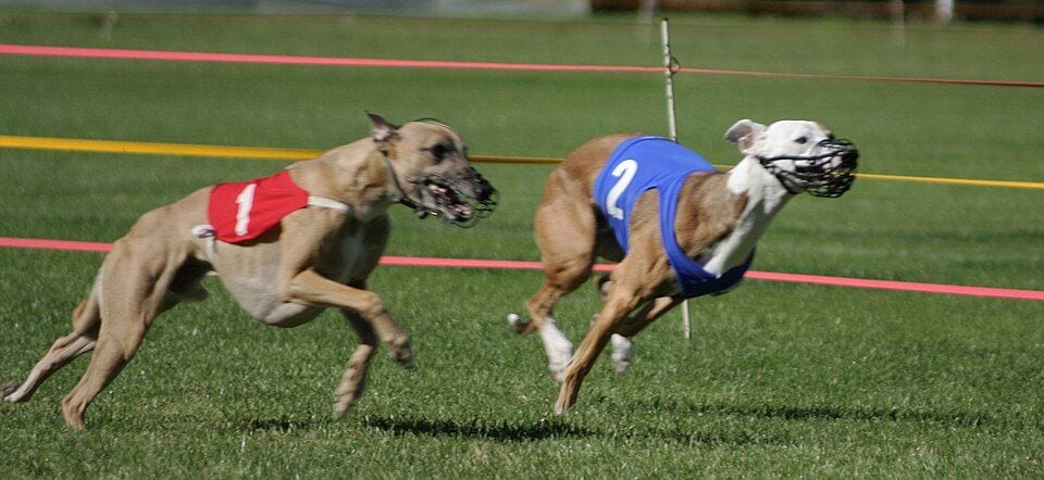 Two Whippets running on a racetrack