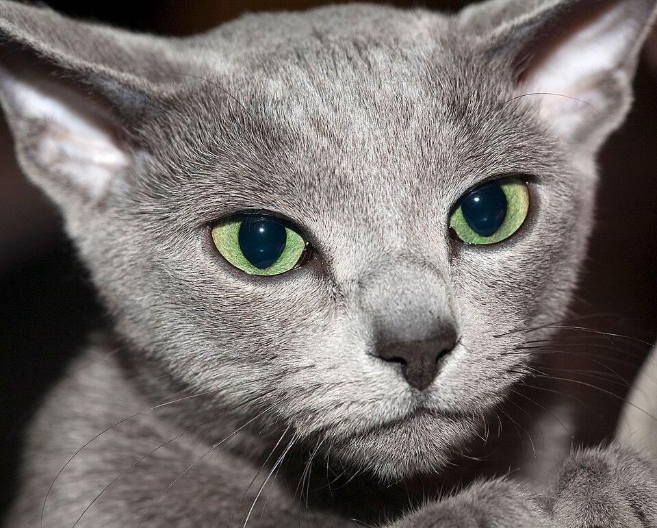 Three-year-old male Russian Blue at a Moscow cat show