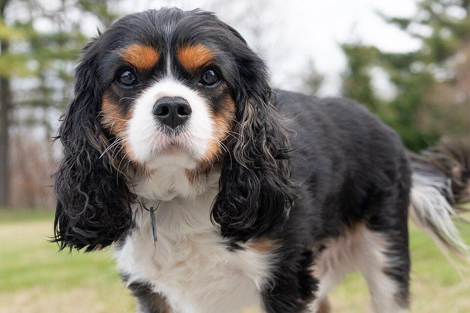 Tricolor Cavalier King Charles Spaniel