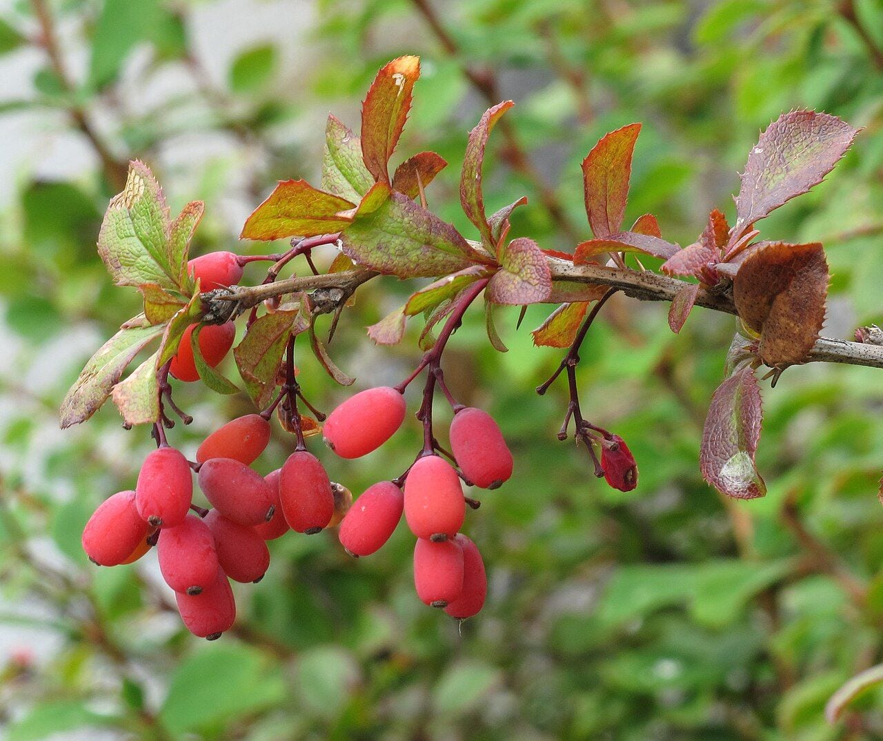 A branch of common barberry with drooping clusters of bright red, oblong berries