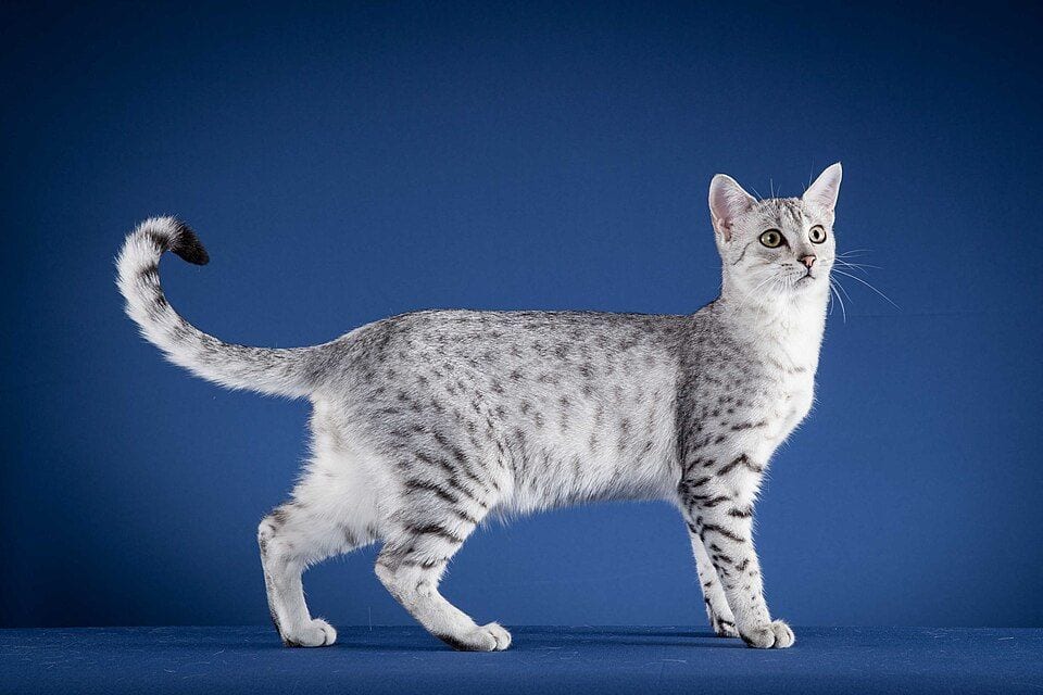 Black silver spotted Egyptian Mau cat
