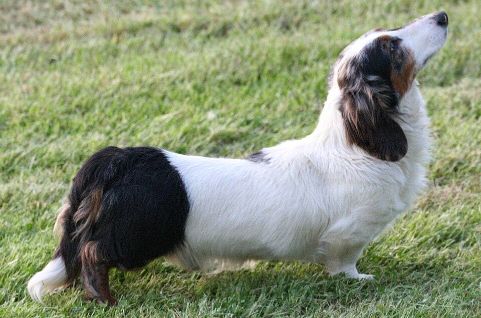 Dapple Longhaired Dachshund in the grass