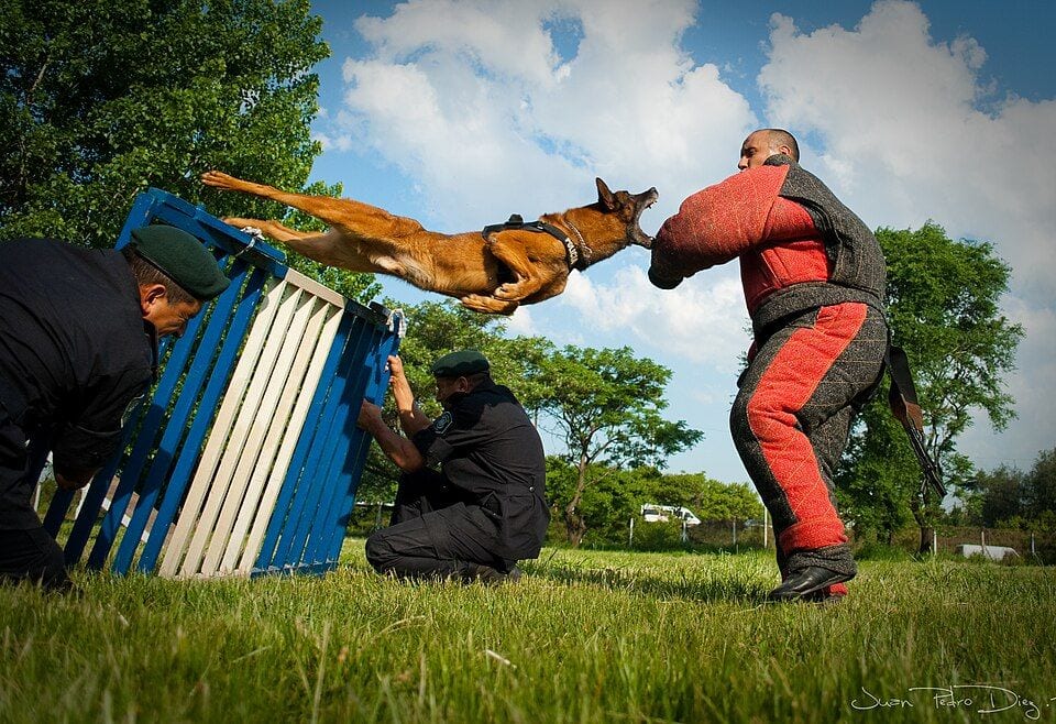 Malinois jumping on a bite sleeve during training