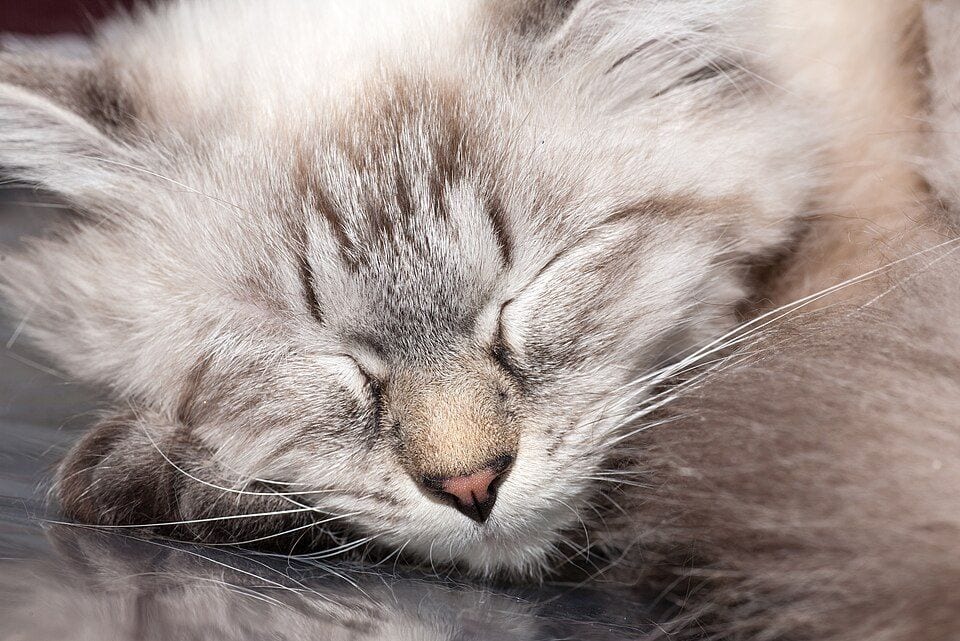Neva Masquerade cat with dark points and blue eyes
