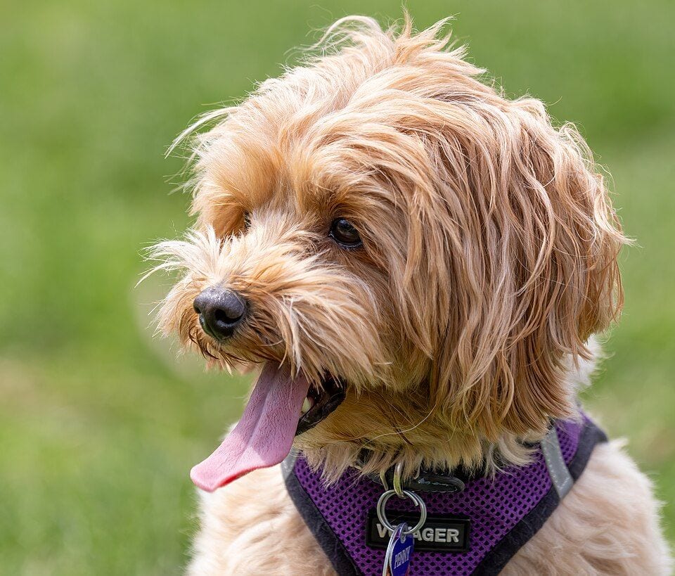 Headshot of a tan Maltipoo with tongue out