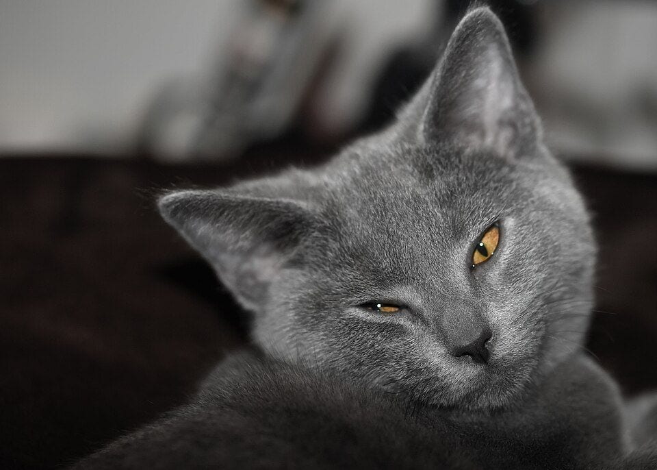 Four-month-old Chartreux kitten portrait