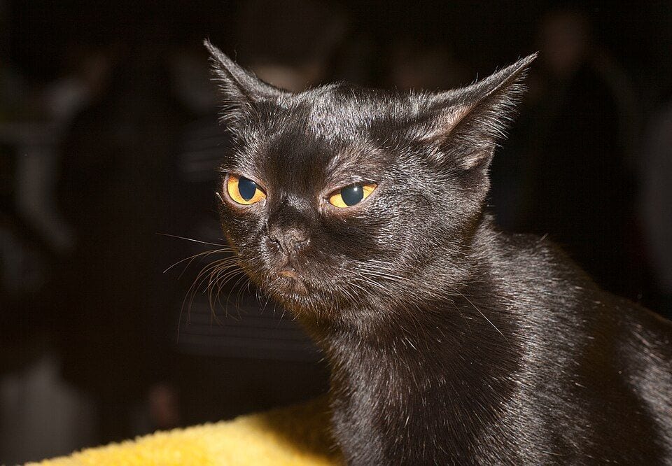 Black Bombay cat with copper eyes at a cat show