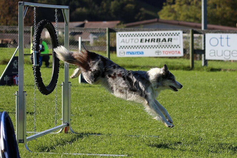 Blue merle Border Collie jumping through a tire in an agility competition