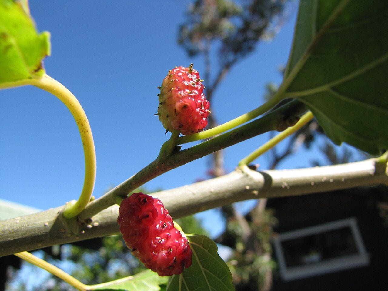Close-up of a small branch with an elongated red mulberry fruit