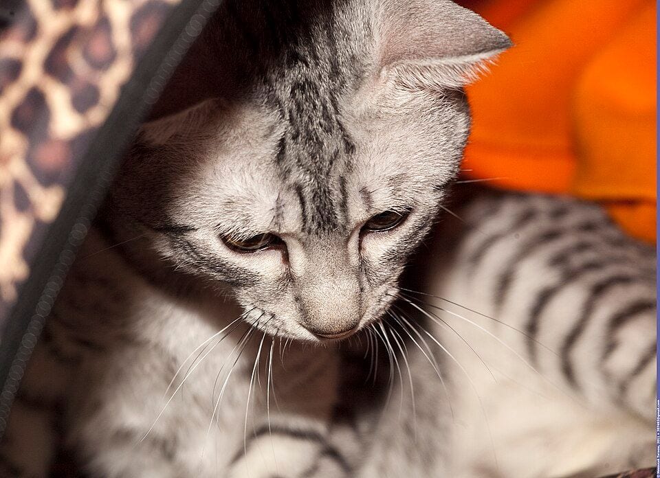 Egyptian Mau cat at a cat show