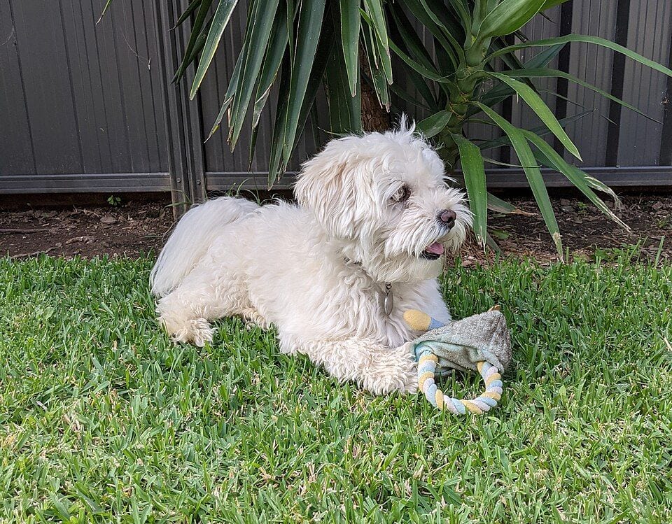 White Maltipoo lying in the grass with a toy