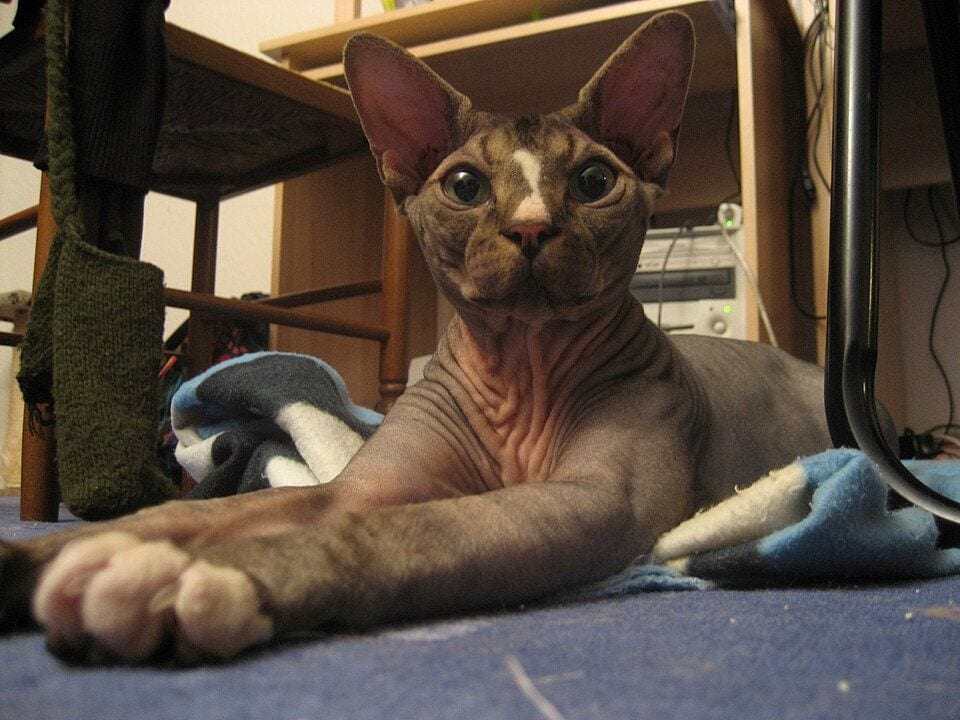 Hairless Sphynx lying stretched out on a rug