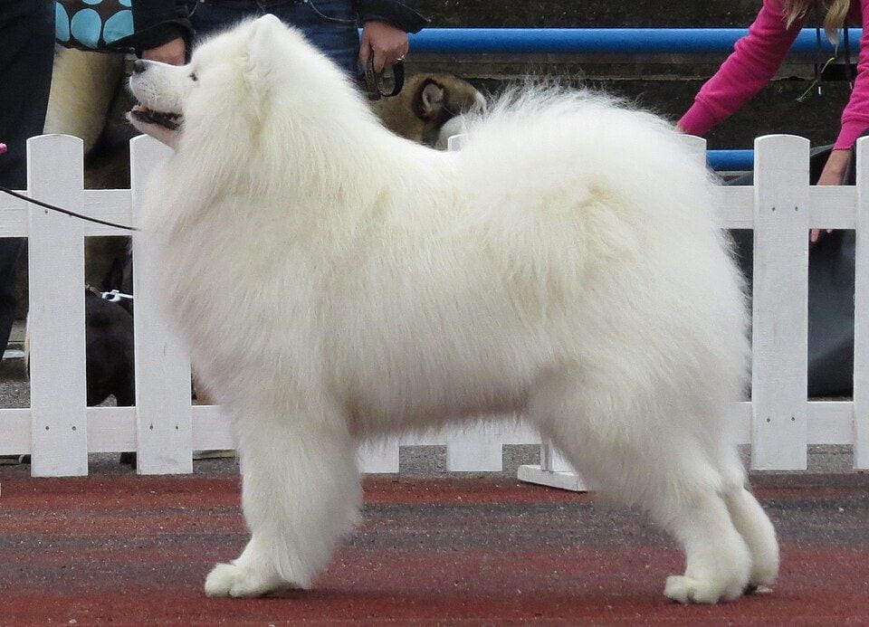 Samoyed standing in profile at a dog show