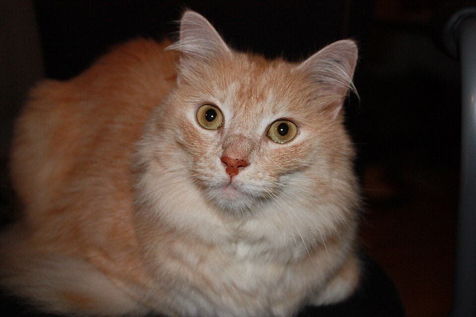 Red silver tabby Turkish Angora male