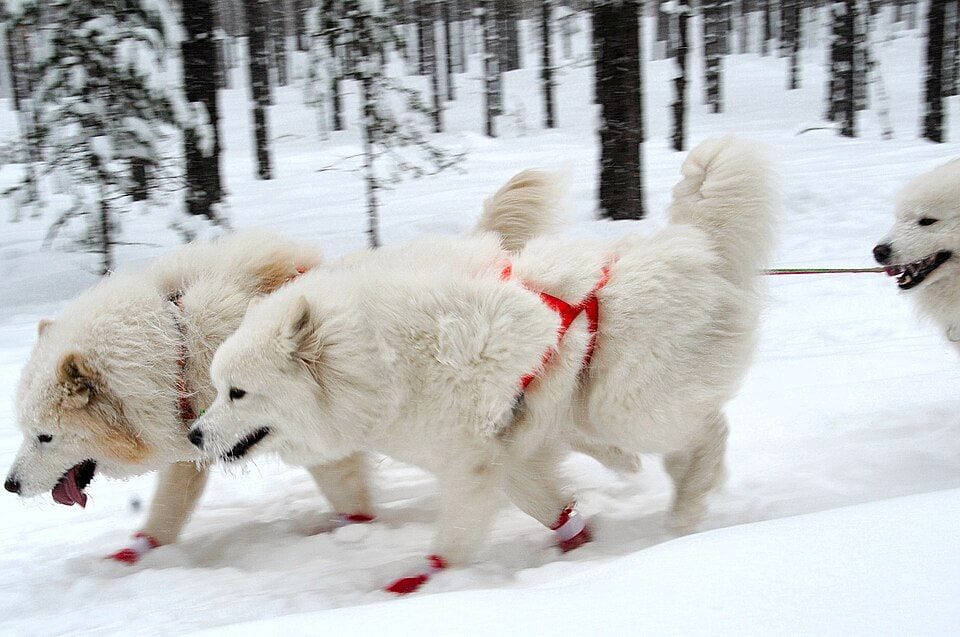 Samoyeds pulling a sled in the snow