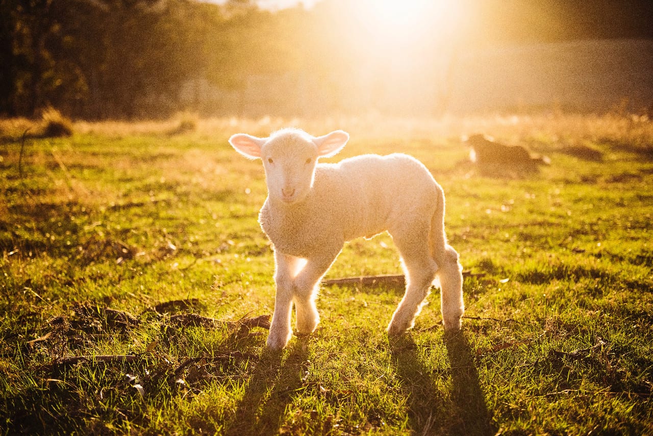 Lamb