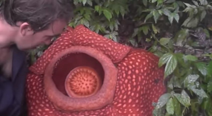 Giant flower